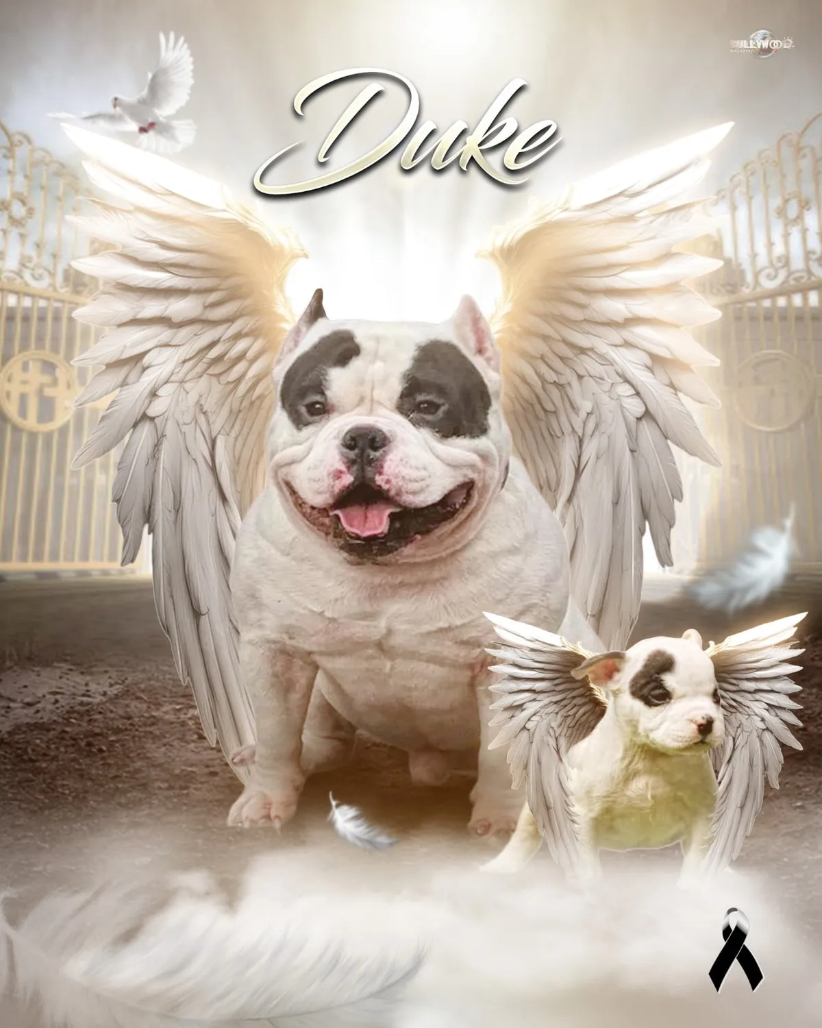 Homenaje a Duke, American bully blanco con manchas negras y alas de ángel, el primer perro de Perros Poderosos
