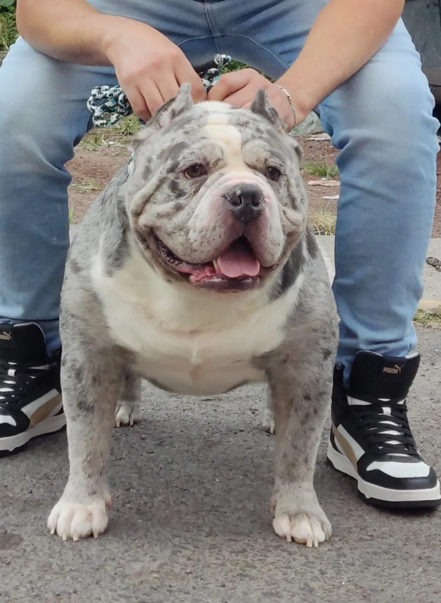 Enzo, American bully merle, sonriendo
