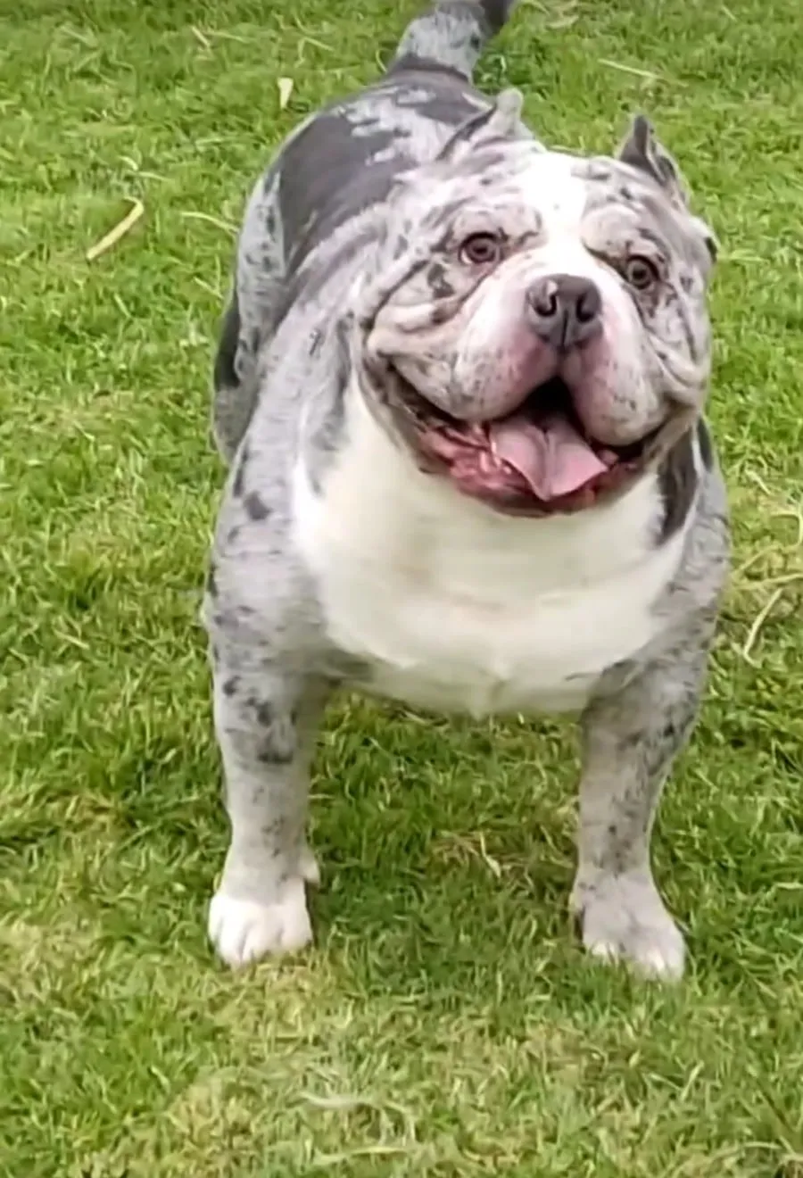 Enzo, American bully merle, en el pasto