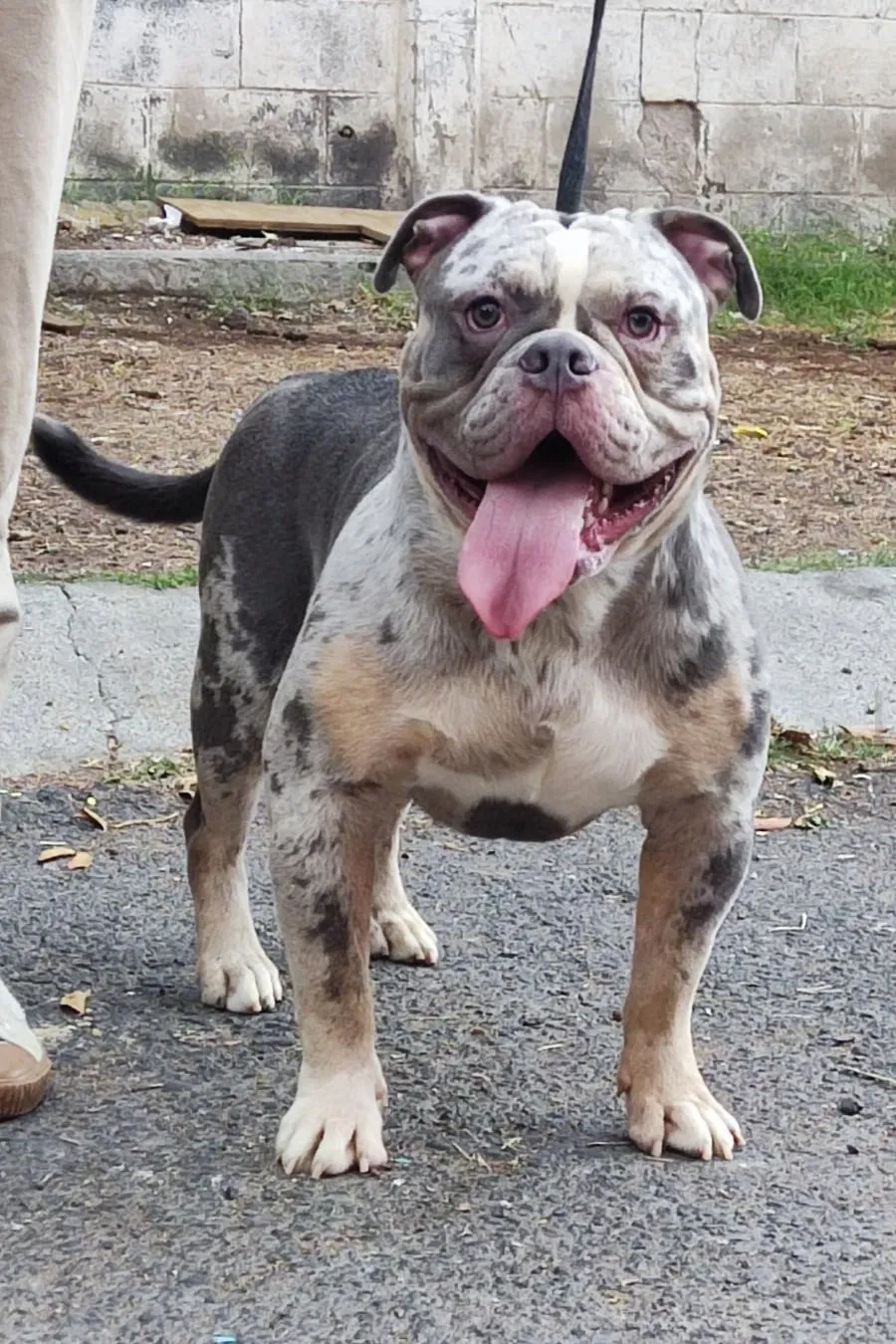 Kenzo, American bully merle, con correa durante un paseo