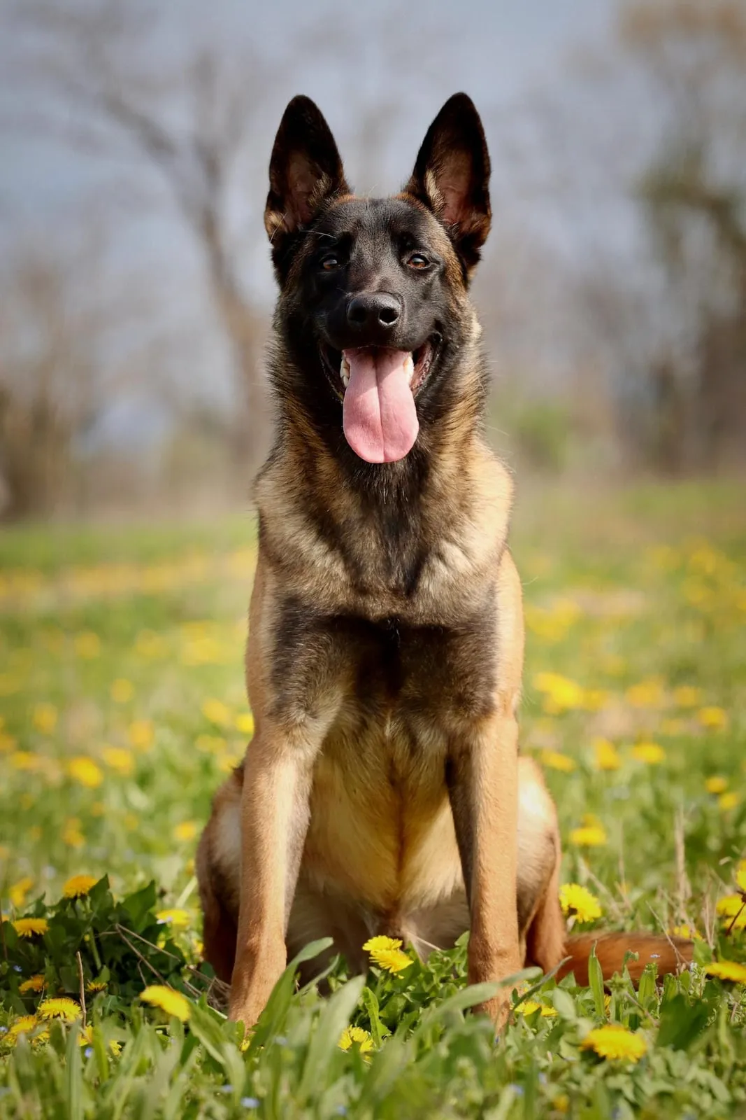 Pastor belga malinois sentado en un campo con flores