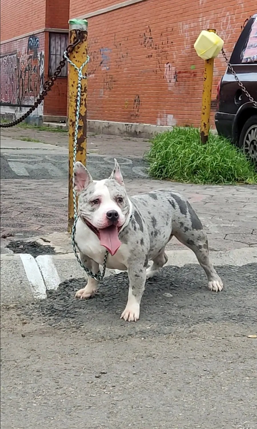 Pulga, American bully merle, con correa de cuerda junto a un poste