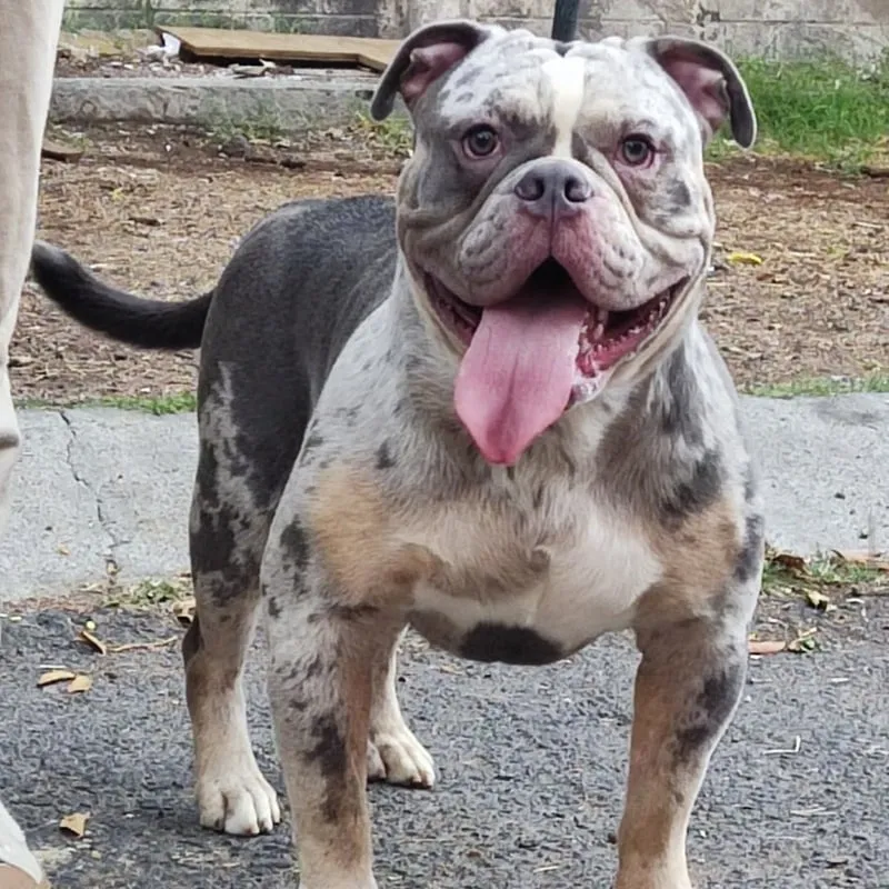 Kenzo, American bully merle, con correa durante un paseo