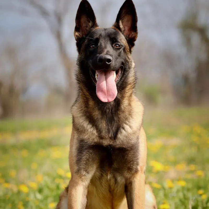 Pastor belga malinois sentado en un campo con flores