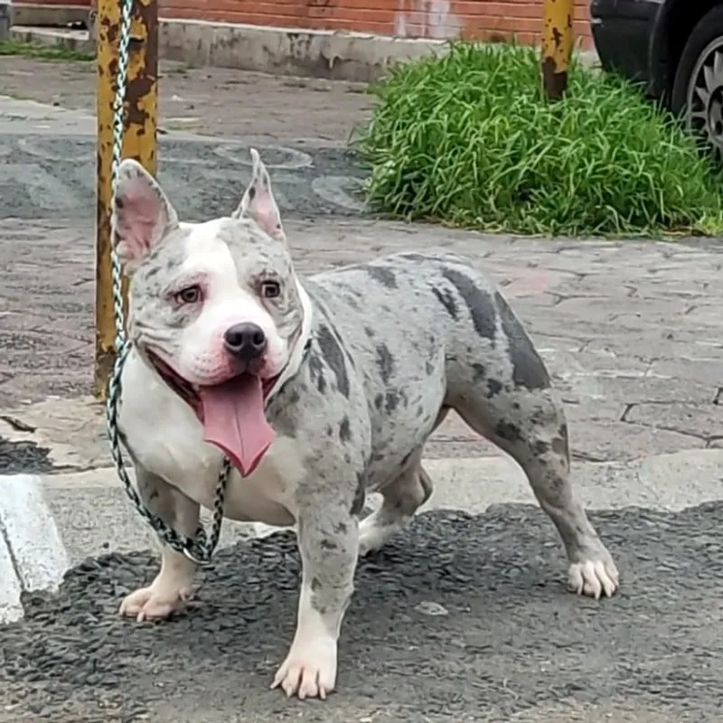 Pulga, American bully merle, con correa de cuerda junto a un poste