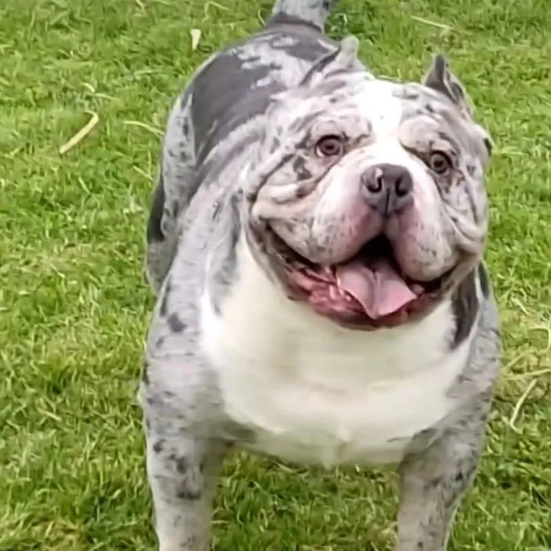 Enzo, American bully merle, en el pasto
