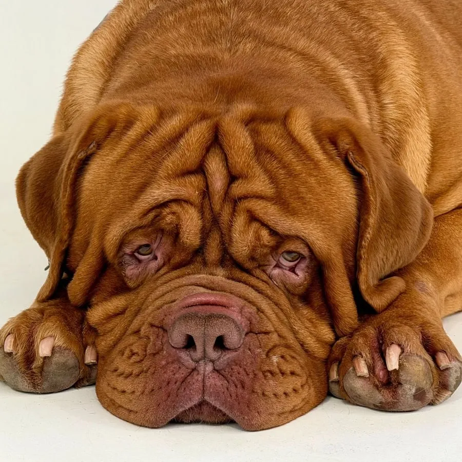 Dogo de Burdeos descansando con la cabeza sobre las patas