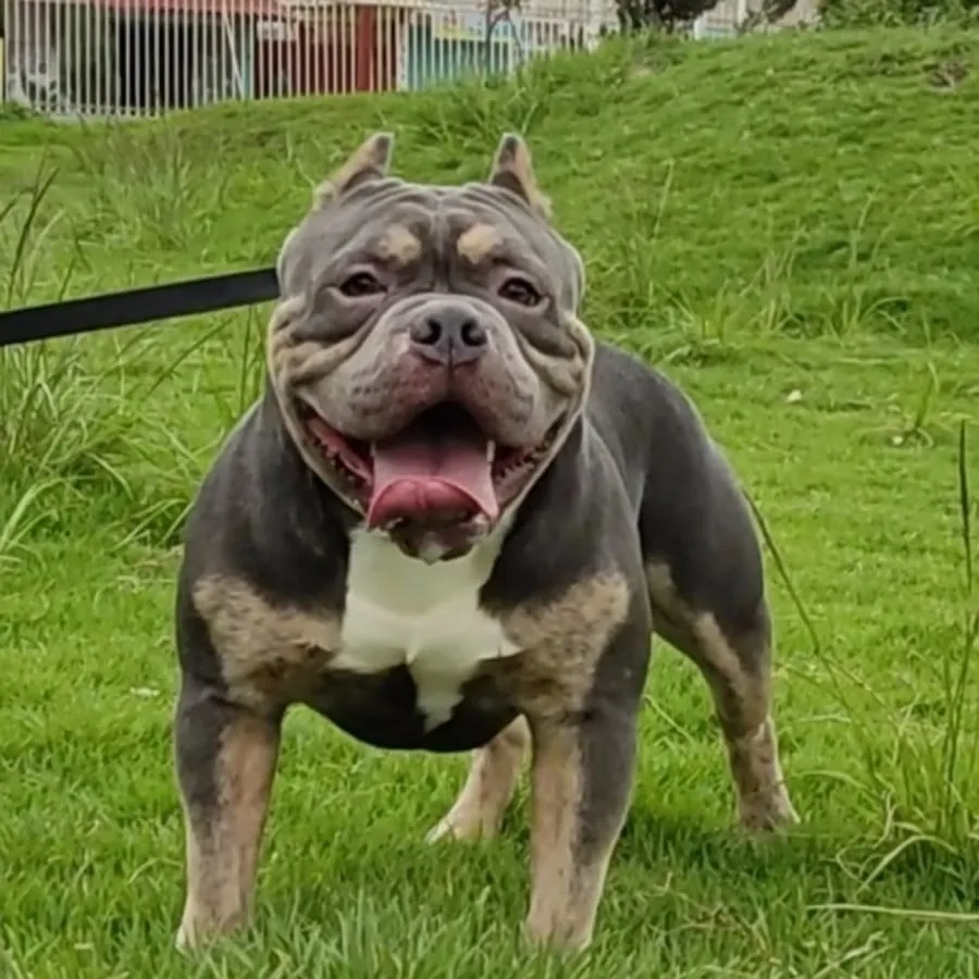 Kong, American bully tricolor, con su correa en el pasto
