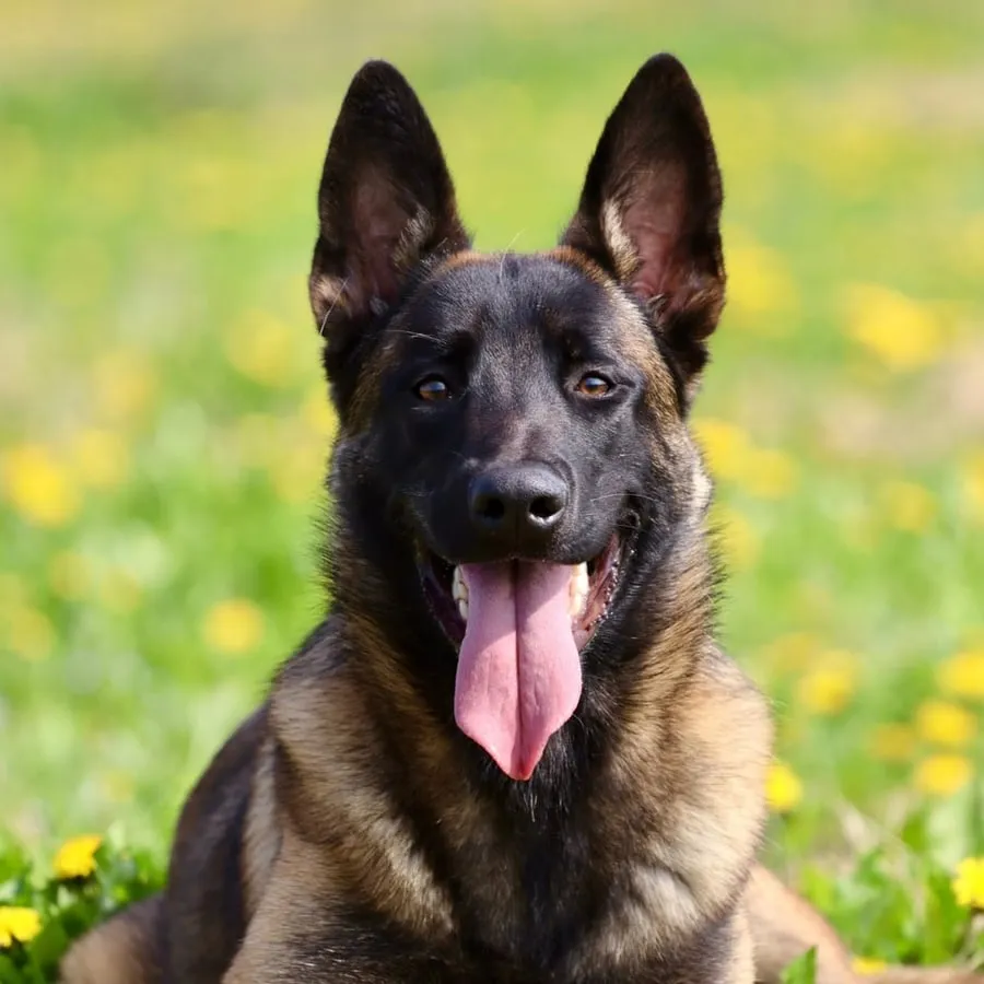 Pastor belga malinois echado en el pasto con la lengua de fuera